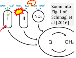 Schinagl 2016 PLoS One CORRECTION.png