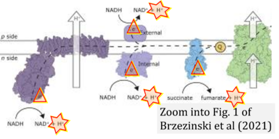 Brzezinski 2021 Chem Rev CORRECTION.png