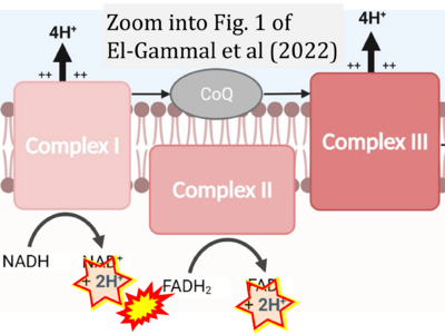 Complex II - Bioblast